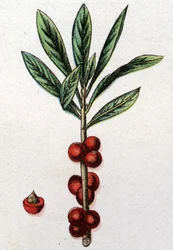 Giftige botanische planten: Daphne Mezereon. Gravure in "La medication naturelle", door Friedrich Eduard Bilz (1842-1922)