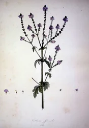 Verbena officinalis (Verbena officinale). 19e-eeuws herbarium