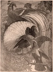 Uitzicht op een groep van vijf tropische vogels genaamd paradijsvogels, levend in Nieuw-Guinea