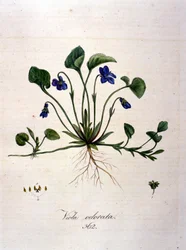 Viooltje. 19e-eeuwse gravure