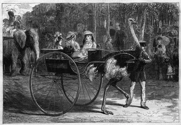 Rit op de rug van een olifant en kinderen in een wagen getrokken door struisvogels. Acclimatisatietuin in het Bois de Boulogne in Parijs