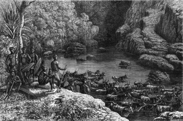 Zululand in Afrika: omdat het bos niet de nodige middelen biedt, is de Zulu-stam verplicht af te dalen naar de vlaktes waar ze landbouw bedrijven en vee fokken. Gravure in "La Nature"