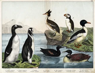 a: Grote zaagbek (Mergus merganser), b: Fuut (Podiceps cristatus), c: IJsduiker (Colimbus glacialis), d: Zwarte zeekoet (Cephis grylle), grote pinguïn (Alca impennis), f: Papegaaiduiker (Fratercula artica), g: Koningspinguïn (Aptenodydydydye pa