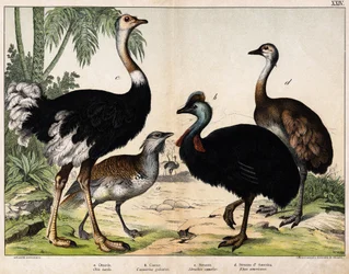 a: Grote trap (Otis tarda), b: Kasuaris (Casarius galeatus), c: Afrikaanse struisvogel (Struthio camelus), d: Nandon (Rhea Americana) -In 