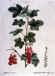 Een kruisbes: 19e-eeuwse botanische plaat.
