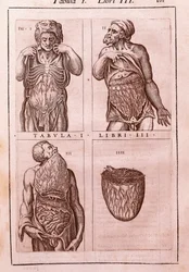 Anatomische plaat die de afmetingen, spieren van de buik, darmen en maag toont. Gravure in "Anatomia Corporis Humani" door Juan Valverde De Amusco