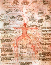 Anatomische kaart die de bloedsomloop illustreert Miniatuur uit het manuscript “De surgia” 13e eeuw Venetië Biblioteca Marciana