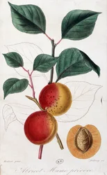 Abrikoos - botanische plaat