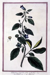 Belladonna, bloemen en bessen. Giftige plant gebruikt in de geneeskunde. Gravure naar een 19e-eeuws herbarium.