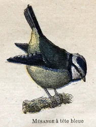Vogels nuttig voor de landbouw: Blauwkopmees