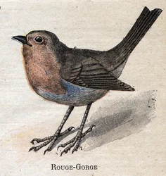 Vogels nuttig voor de landbouw: Roodborstje