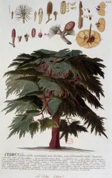 Botanische plaat: Ceder. 19e eeuw