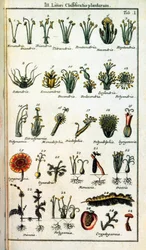 Botanische plaat: Classificatie van planten door Carl von Linne