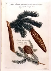Botanische plaat: een dennenappel en een tak. 18e eeuw.