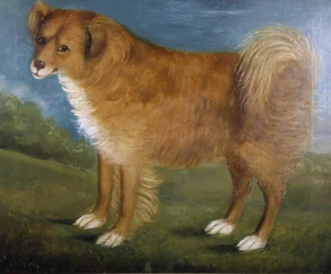 Bruine hond in een landschap