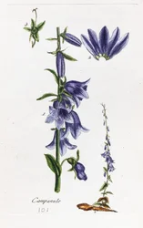 Campanula (perzikbladige klokjesbloem)
