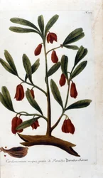 Kardemom. Gravure uit de 18e eeuw.