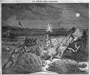 Schildpadden vangen aan de kust van Cuba - gravure 19e eeuw