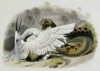 Ceraste (slang van de adderfamilie) die een vogel slaat. 19e-eeuwse gravure naar de tekening van de Franse natuuronderzoeker Lacepede (1756-1709)