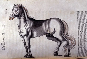 Paard in Historia Animalium door Conrad Gesner (1516 - 1565), Tiguri
