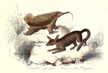 "Complete Works of Buffon: Domestic animals: The spiny echidna and the fennec of derfour (gravure)