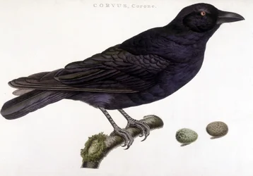 Corone raaf - natuurhistorische plaat