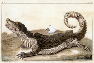 Krokodil van Suriname (Cayman) - in 