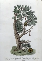 Snoeisysteem voor de ontwikkeling van fruitbomen. Plaat uit 