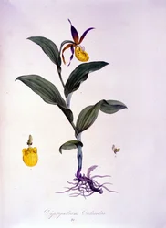 Cypripedium calceolus: type orchidee.