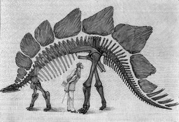 Dinosaurusskelet: Stegosaurus ungulatus, Maart. Boven-Jura van de Rocky Mountains. Reproductie van de tekening gecommuniceerd door de heer March aan Albert Gaudry van het Instituut. Gravure in La Nature: revue des sciences et de leurs applications.