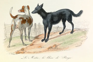Hond en Matin, twee dieren geclassificeerd door Linneene en Cuvier (gravure)