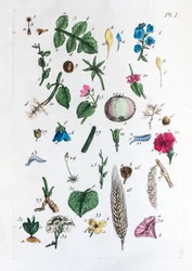 Elementaire tabel van figuren en hun namen in Flora Parisiensis