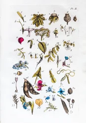 Elementaire tabel van figuren en hun namen in Flora Parisiensis