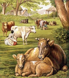 Boeren die melk trekken. 19e eeuw.