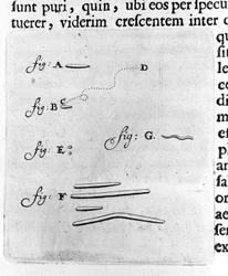 Eerste weergave van bacteriën. Beschrijving door de Nederlandse handelaar en wetenschapper Antoine van Leeuwenhoek (1632-1723) na een studie van bacteriën in zijn mond. Gravure uit 