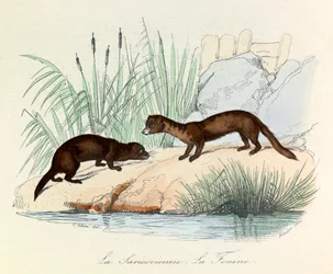 Fouine en Saricovienne geclassificeerd door Linneene en Cuvier in "Completes de Buffon" (gravure)