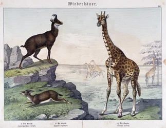 Giraffe, gems en gazelle - in "Histoires naturelles des mammifères", uitgegeven door Schreiber