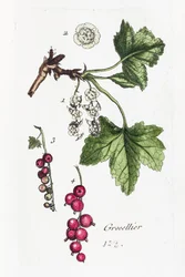 Kruisbessen