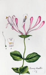 Kamperfoelie