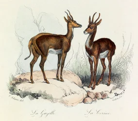 Illustratie uit het boek "Complete Works of Buffon": Les Quadrupedes: La gazelle et la corine (gravure)