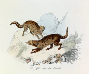 Illustratie uit het boek "Complete Works of Buffon": Les Quadrupedes: La genette et la civette (gravure)