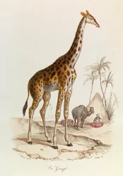 Illustratie uit het boek "Complete Works of Buffon": Les Quadrupedes: La giraffe (gravure)