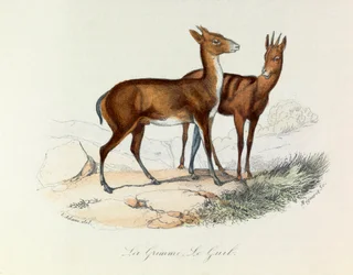 Illustratie uit het boek "Complete Works of Buffon": Les Quadrupedes: La grimme et le guib (gravure)