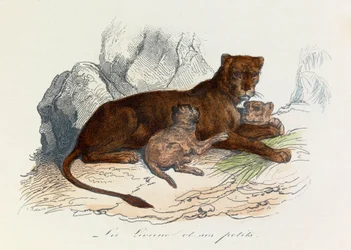 Illustratie uit het boek "Complete Works of Buffon": Les Quadrupedes: La lionne et ses petits (gravure)