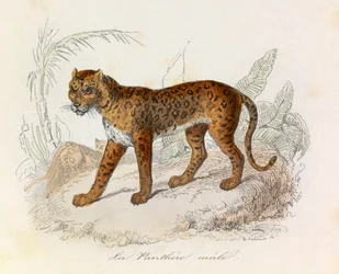 Illustratie uit het boek "Complete Works of Buffon": Les Quadrupedes: La panthere (gravure)