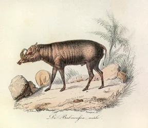 Illustratie uit het boek "Complete Works of Buffon": Les Quadrupedes: Le babiroussa male (gravure)