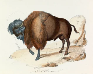 Illustratie uit het boek "Complete Works of Buffon": Les Quadrupedes: De bizon (gravure)