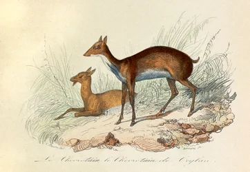 Illustratie uit het boek "Complete Works of Buffon": De viervoeters: Le chevrotain et le chevritain de Ceylon (gravure)