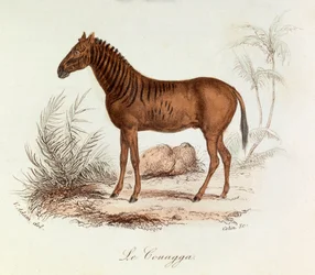 Illustratie uit het boek "Complete Works of Buffon": Les Quadrupedes: Le couagga (gravure)