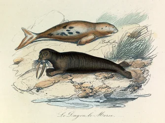 Illustratie uit het boek "Complete Works of Buffon": Les Quadrupedes: Le dugon et le walrus (gravure)